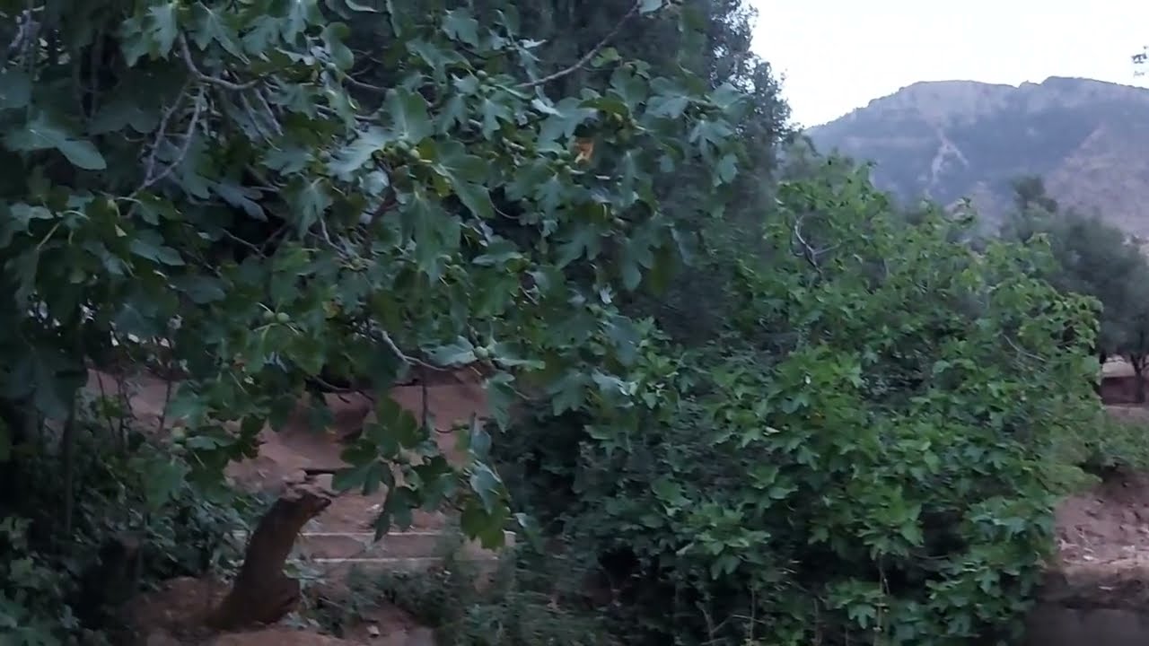 استمتعوا بجولة بين أحضان الطبيعة الخضراء في أعالي الجبال مع موسيقى هادئة 🌲🌳🌴🌿☘️🍀🌲