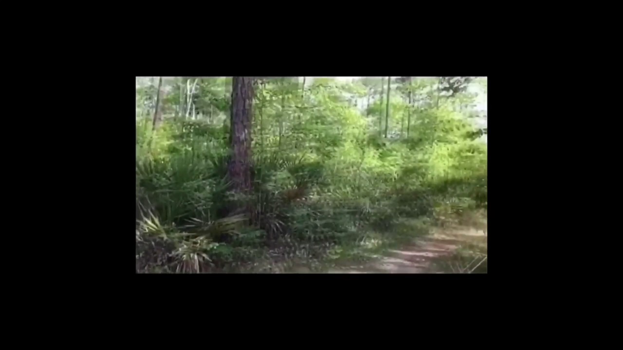 The amazon video editing software free