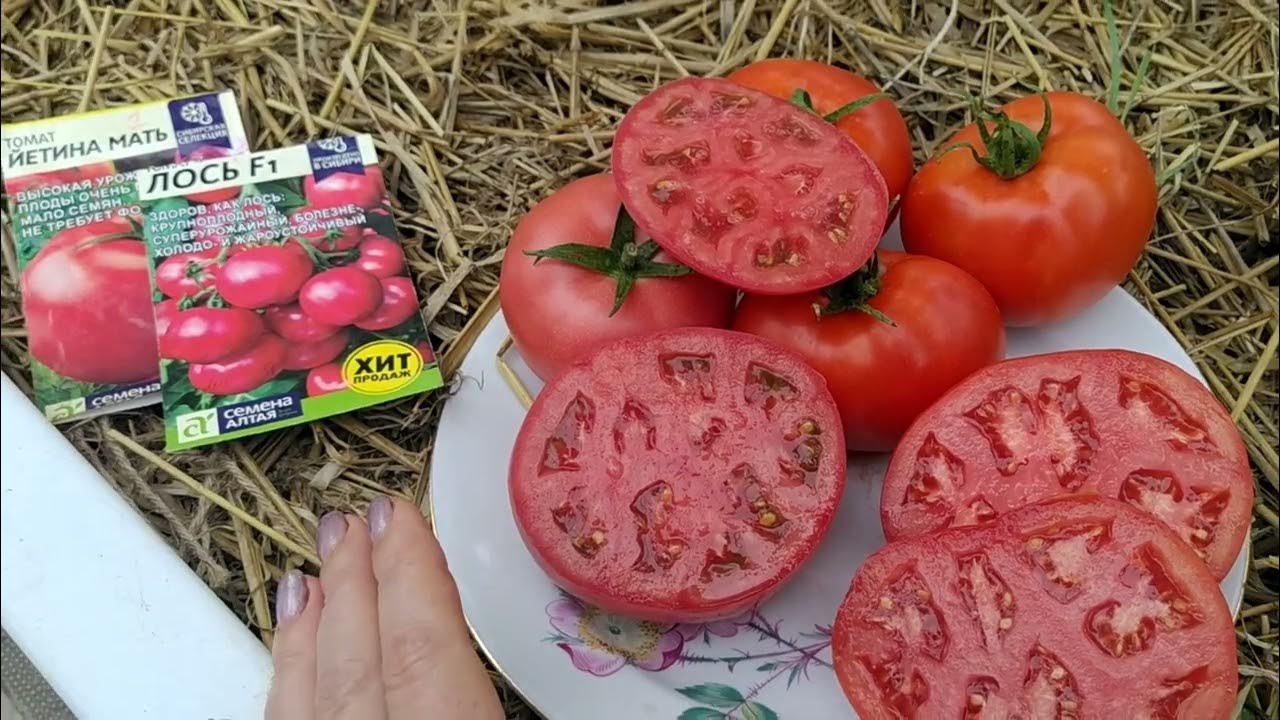 Томат малиновые купола