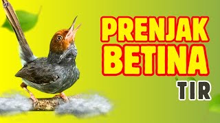 PRENJAK BETINA TIR UNTUK PANCINGAN DAN MASTERAN MURAI BATU, CUCAK IJO, CUCAK CUNGKOK, KACER