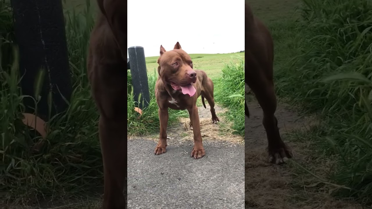 APBT Pitbull Game dog breed Power full and active dog 😱 