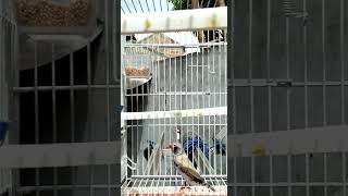 Download Lagu suara asli burung Zebra Finch MP3