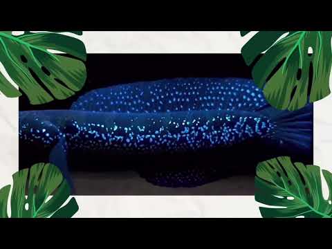 Mengenal Ikan Gabus  Channa Striata by Bekti Tri Atmaja