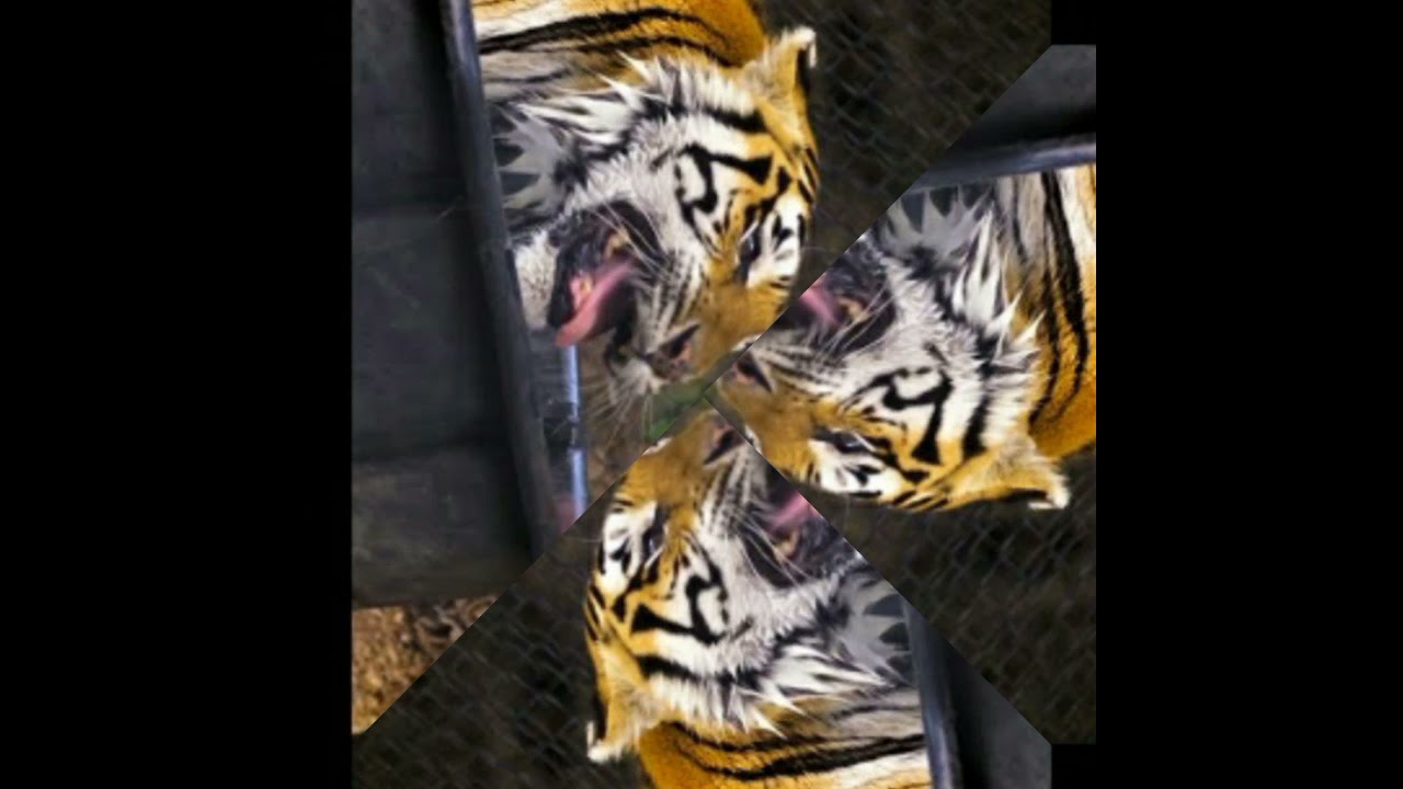 Animal World: Eye-catching Scenes Caught On Camera