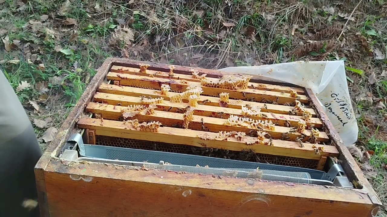 Oksalik Damlatma için Yavru Durumu Kontrolü (5 Ocak)🇹🇷🇹🇷🇹🇷🐝🐝🐝