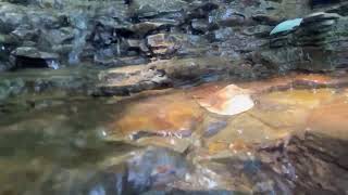 Meditative Sounds: Creek's Gentle Cascade