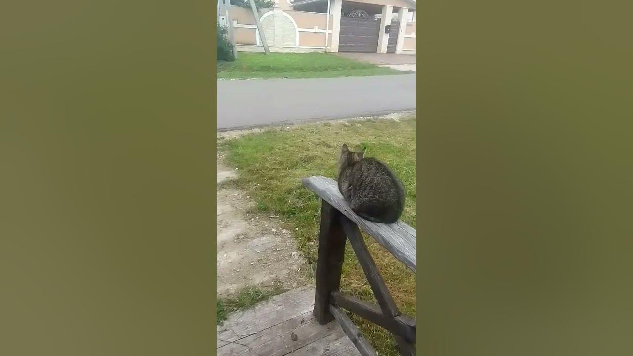 Мурзя гуляет 🐱 - YouTube
