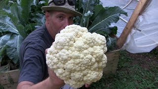 Tips on Growing Cauliflower