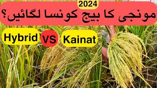 2024 Monji ka seed Konsa Lagain | مونجی کا بيج کونسا لگائيں؟