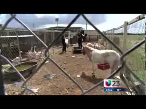 Univision.......Proenza Farms Raid