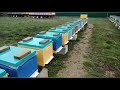 Как Сохранить Пчёл#пчеловодство#пасека#пчёлы#изоляцияматок#изолятор#малыхин#миленин#зимовкапчёл.