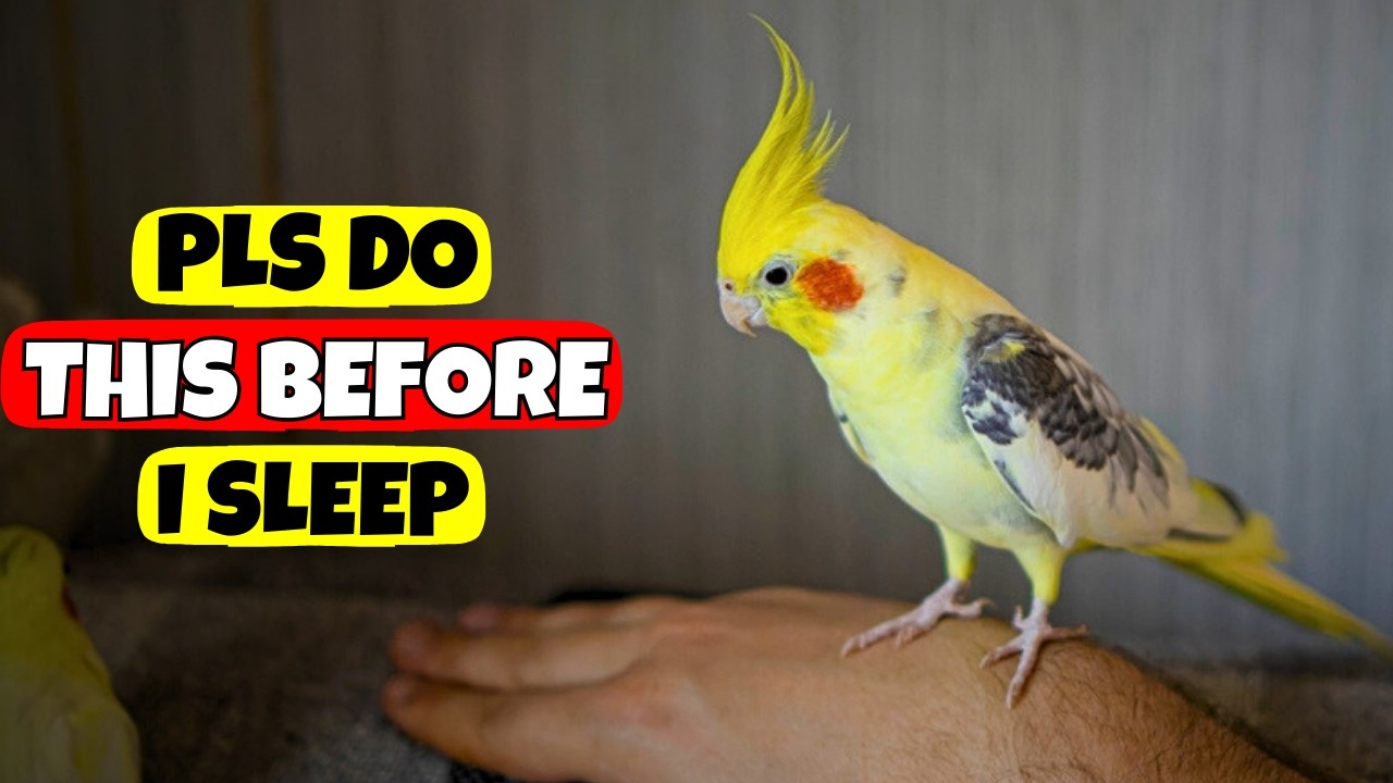 5 Things Your Cockatiel Begs You to Do Before Sleep (Only Great Owners Know)