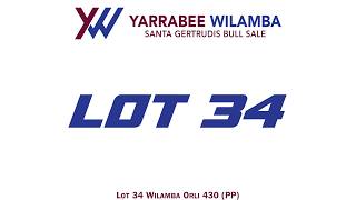 Lot 34 Wilamba Orli 430 (PP)