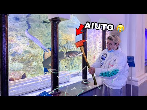 Video: Dove vivono i pesci di vetro?