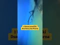 Danau Punya Dua Rasa di Kepulauan Derawan
