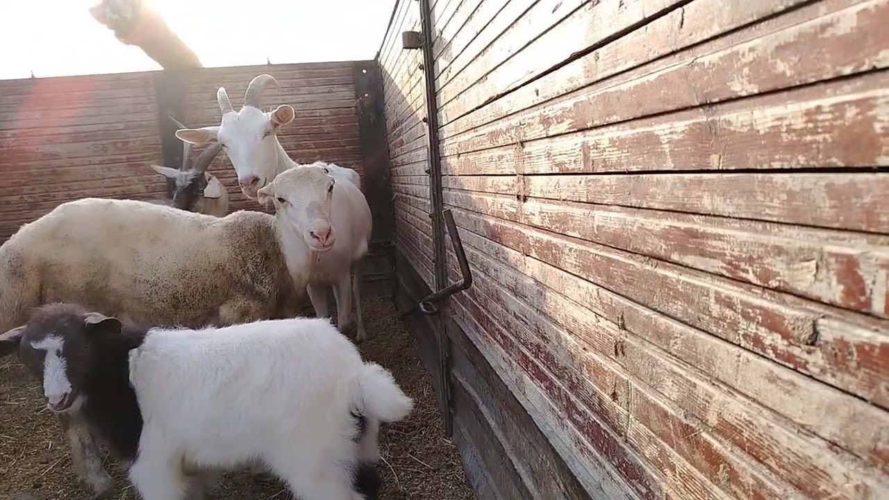 3.08.2025.MAŞTAĞA QOYUN KEÇİ MAL. BAZARI.YENİ.ÇƏKLİŞ. 
