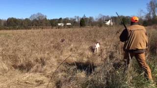 Quail Hunt on a Bluebird Day