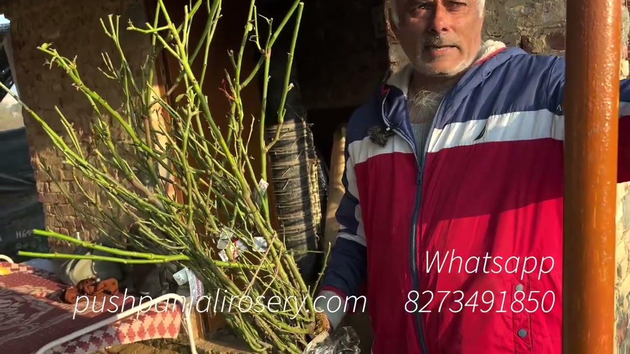 Special plan 2 | Discount | Dutch roses plan | Pushpanjali Rosery Bareilly