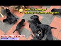        puppies meting kathu kallu and happy