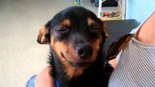 test 1 dog