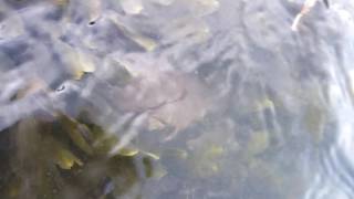 Juvenile lobster release May 2016