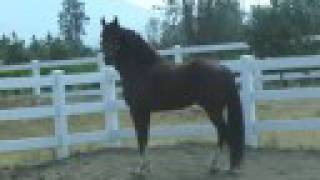 SW Show Stopper - Hackney Horse stallion at stud