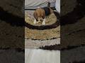 “Not a dog… A tiny foodie in disguise!