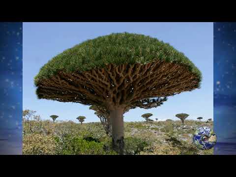 Video: Gli alberi più insoliti del mondo
