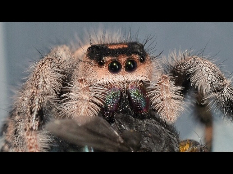 phidippus regius