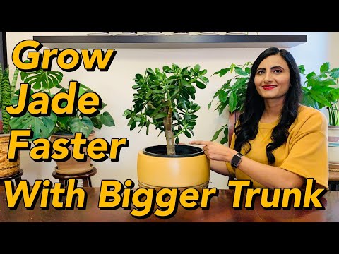How To Care For Jade Plant Indoors | Grow Fast And Thick Trunk | Watering, Sunlight & Transplanting