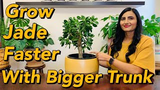 How To Care For Jade Plant Indoors | Grow Fast And Thick Trunk | Watering, Sunlight & Transplanting