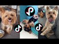 YORKSHIRE TERRIER TIKTOK COMPILATION 2021 の動画、YouTube動画。