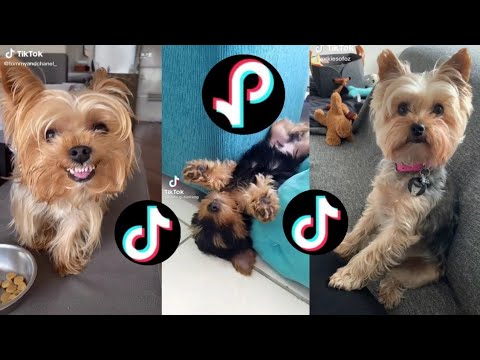 Video: Si Të Lahet Terrier Tuaj Yorkshire