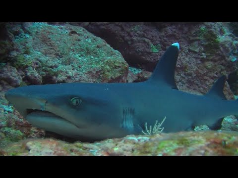 Molokini Crater Diving - A must do on Maui Island !