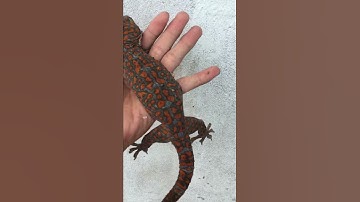 Nơi bán tắc kè uy tín , 0913398911