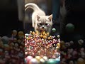 cat #catlove #abacuswithkashish  #catlover #catvideos