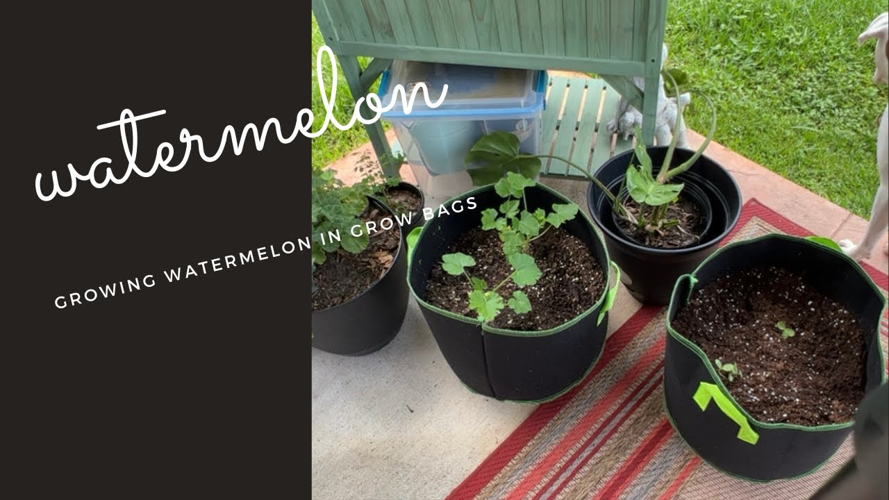 Growing watermelons from seed in grow bags Container gardening in