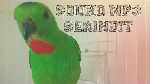 PIKAT SERINDIT MP3