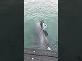 クジラが鳴くとこはじめて聞いた🐳