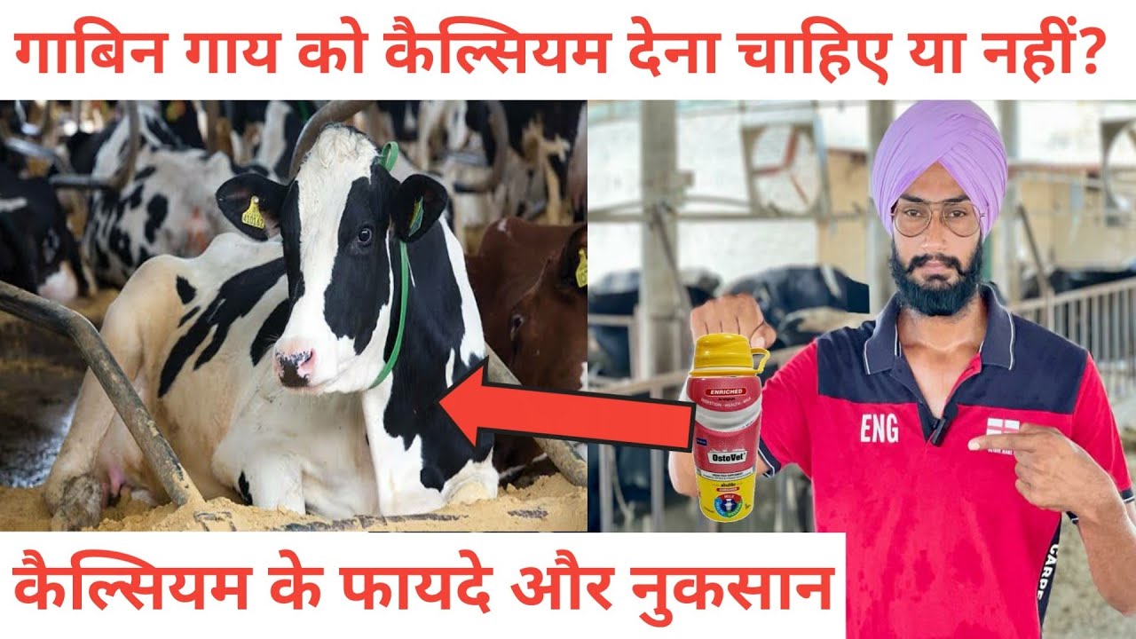 गाबिन गाय को कैल्सियम देना चाहिए या नहीं? Calcium feeding । पशु को कैल्सियम देनें के फायदे और नुकसान