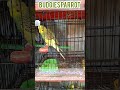 Budgies Parrot | Australian Parrot | parrot  #samadbirdstv #birds #birdsmarket