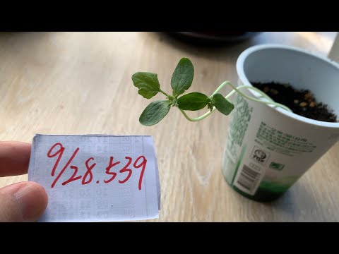 【園藝539】9月28日(四)西瓜苗長大準備換大盆土了！