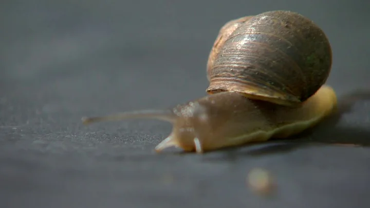 Storytellers: Snails help artist create masterpieces