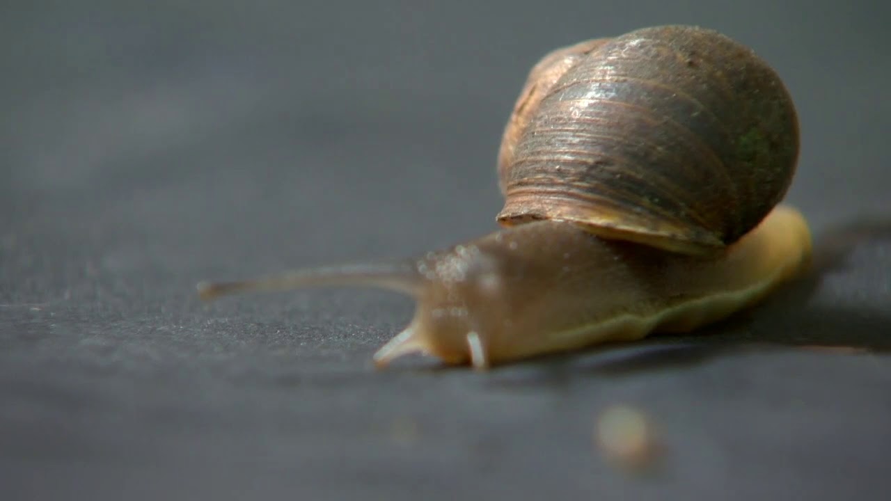 Storytellers: Snails help artist create masterpieces