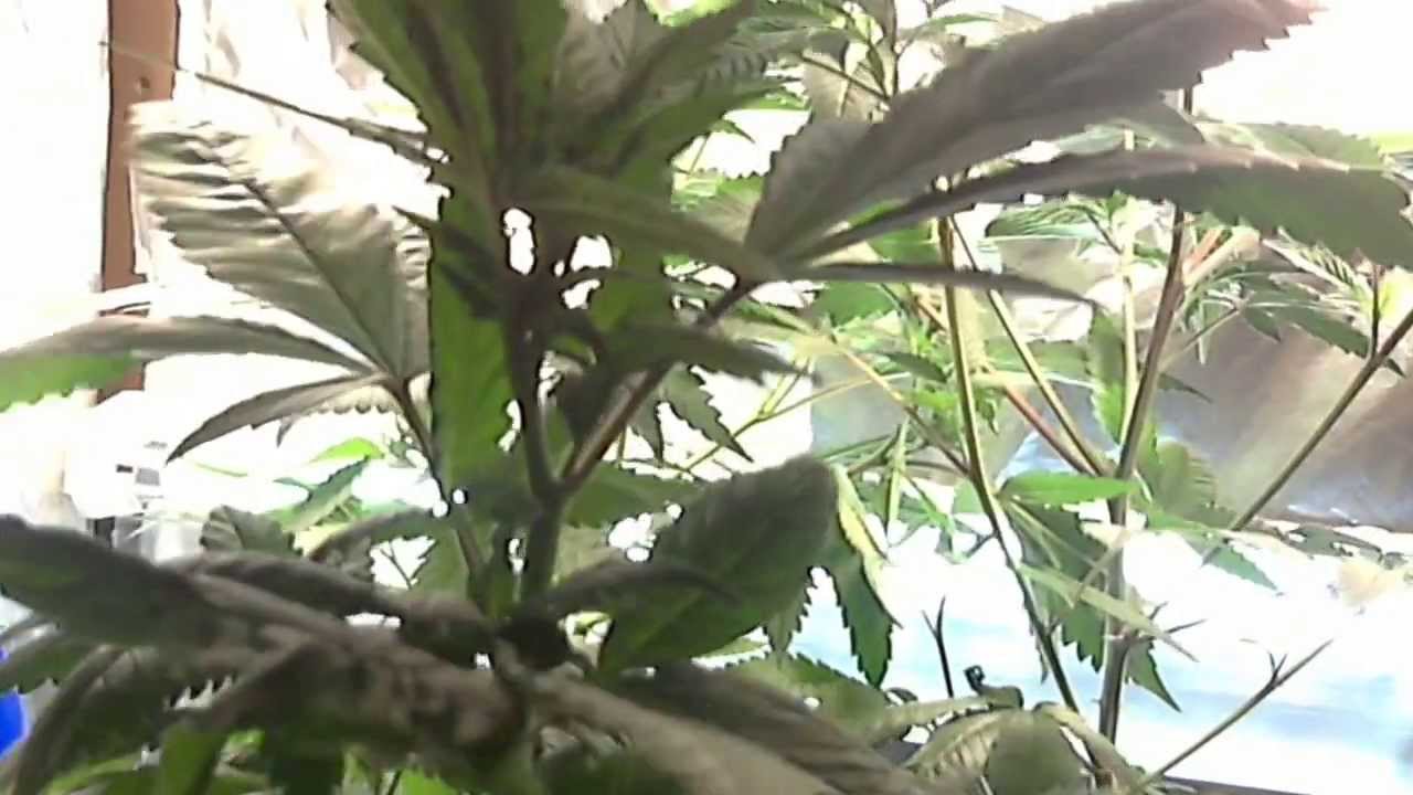 mmj grow week 2 veg Toppings