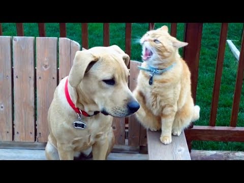 Gatos vs Perros - ¿Quién gana?