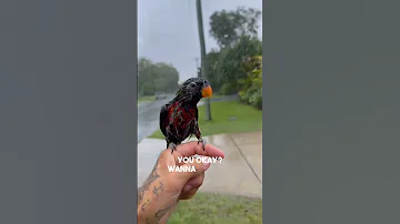 This Bird Is His Best Friend 