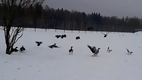 Утки на юг не улетают