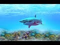The MOST MAJESTIC FISH IN the WORLD- music, Sergey Grischuk ,,MELODY  OF RAIN,,