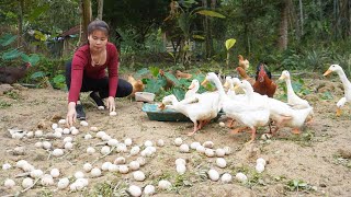 Harvesting Ducks Eggs, Lettuce Go To Market Sell - Fried Duck Eggs For Sell | Harvest Daily